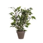 Planta Decorativa Mica Decorations 4 x 11,5 cm Cerámica PVC Ficus